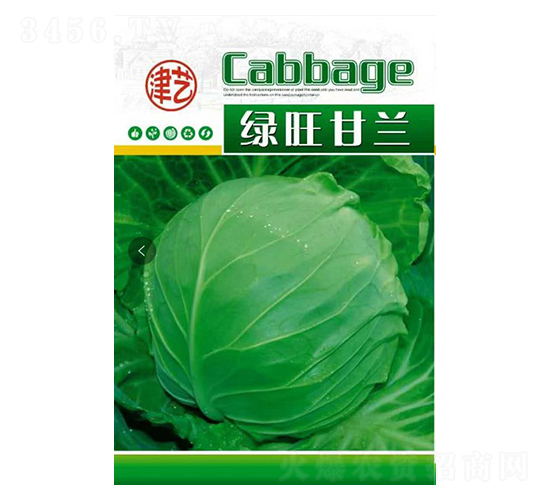 甘藍種子-綠旺甘藍-邯豐農業