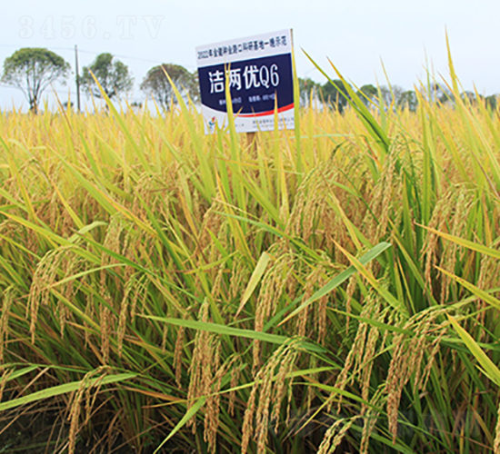 潔兩優(yōu)Q6-水稻種子-金健種業(yè)