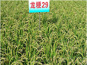 ����29-ˮ���N��-ɏ�R�r(n��ng)�I(y��)