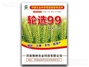 輪選99-小麥種子-豫神農業