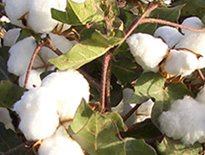 �����17̖-�޻��N��-��ʥ�̷N�I(y��)