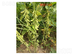 �̶�1310-�󶹷N��-���S�N�I(y��)