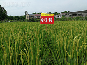 Q��11̖�����A�����㵾��-ˮ���N��-���r�Ƽ�