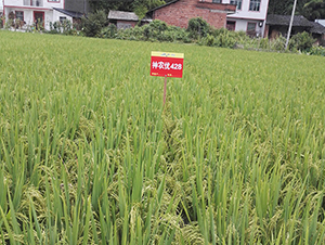 ���r��428-ˮ���N��-���r�Ƽ�