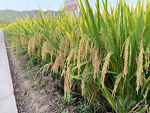 ���r��422��ֱ�����x����-ˮ���N��-���r�Ƽ�