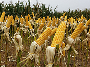 ��ꖹ�9̖-���׷N��-���S�N�I(y��)