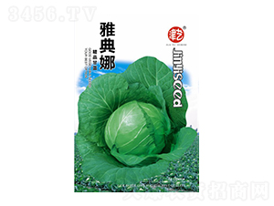 甘藍(lán)種子-雅典娜-邯豐農(nóng)業(yè)