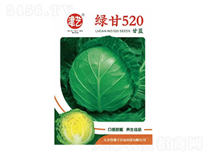 甘藍(lán)種子-綠甘520-邯豐農(nóng)業(yè)