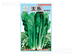 青菜種子-粉桿青菜-太樂種業