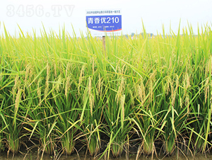 ���マ210-ˮ���N��-�𽡷N�I