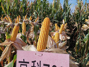 �߿�705-���׷N��-���S�N�I