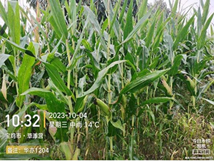 �A��1204-���׷N��-���S�N�I